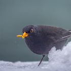 Amsel im Schnee-4 2