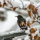 Amsel im Schnee