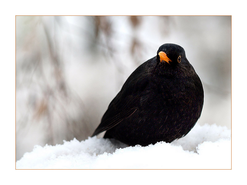 amsel im schnee