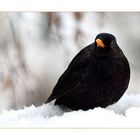 amsel im schnee