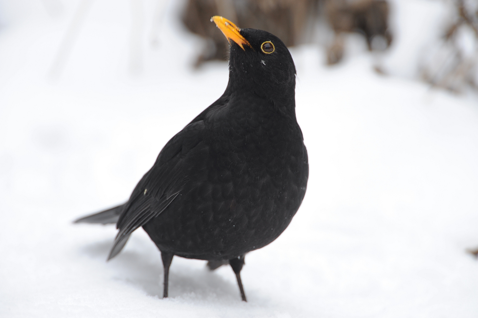 Amsel im Schnee