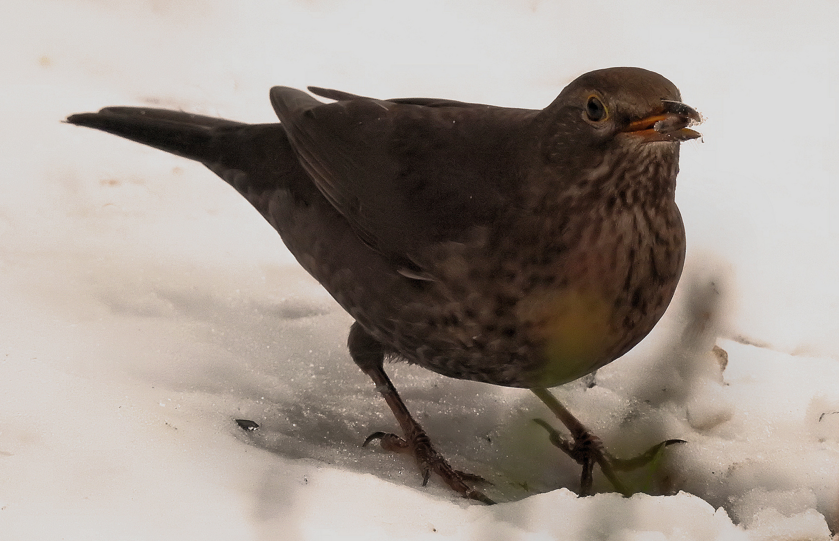 Amsel im Schnee