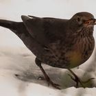 Amsel im Schnee