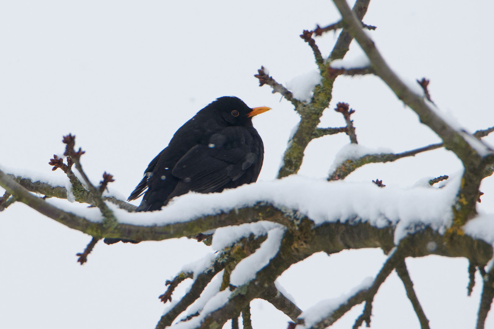 Amsel im Schnee