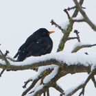 Amsel im Schnee