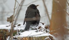 Amsel im Schnee