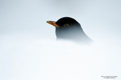 Amsel im Schnee