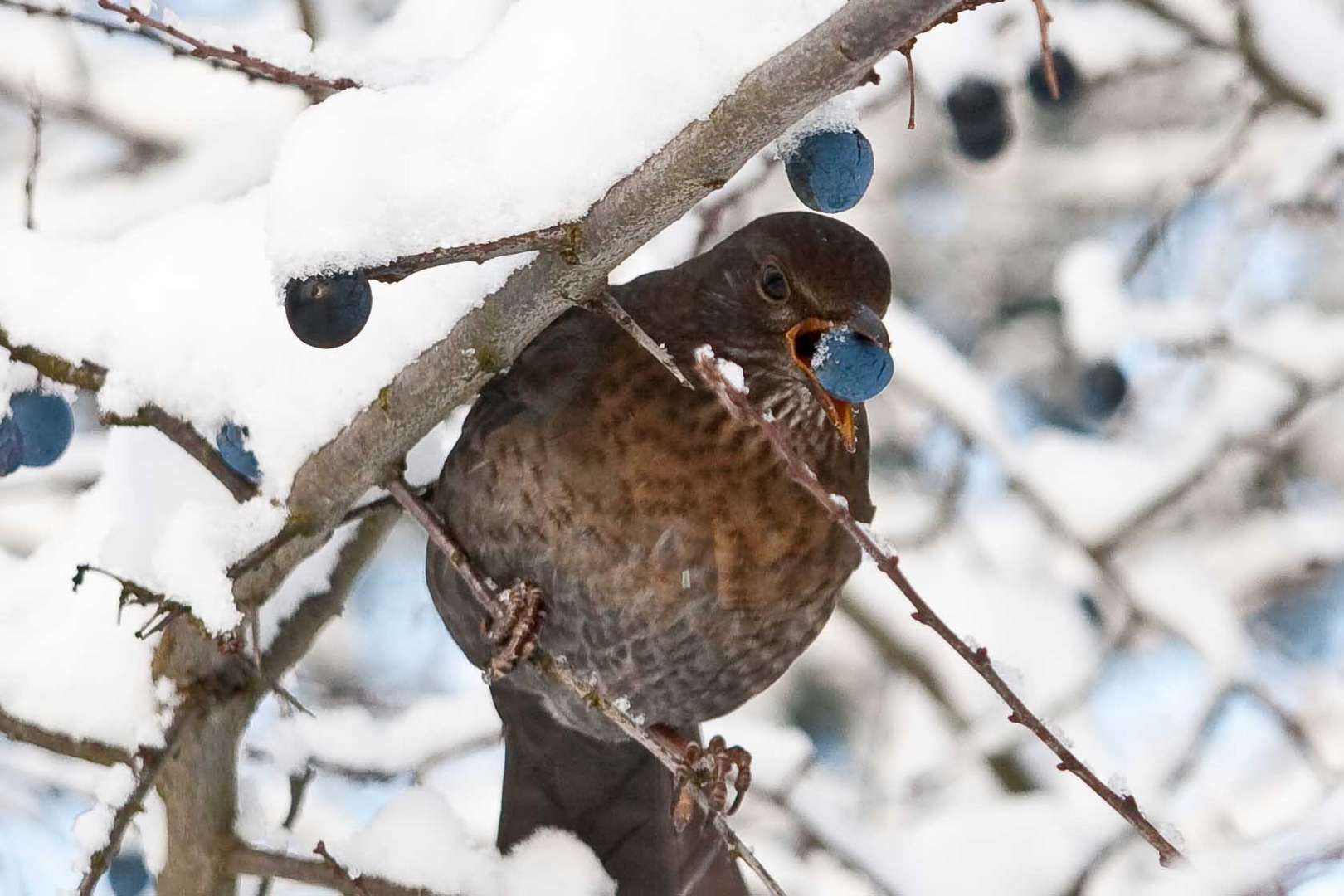 Amsel im Schnee