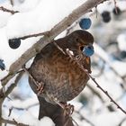 Amsel im Schnee