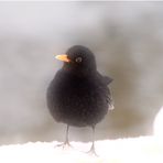 Amsel im Schnee