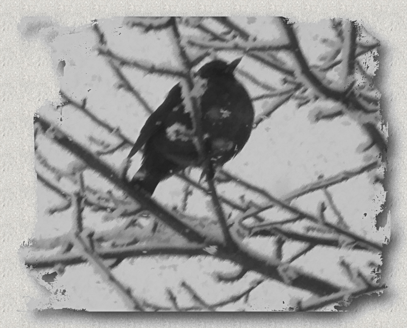 Amsel im Schnee