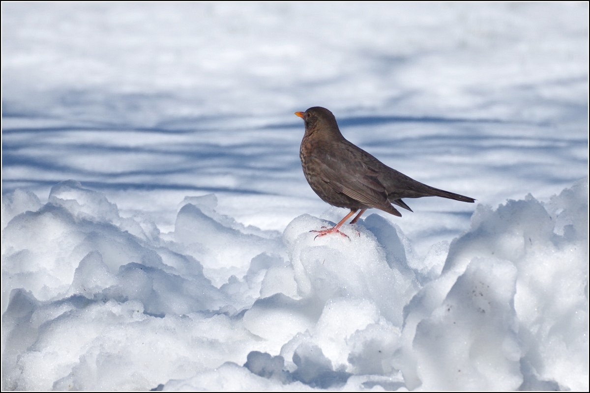 Amsel im Schnee