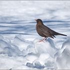 Amsel im Schnee