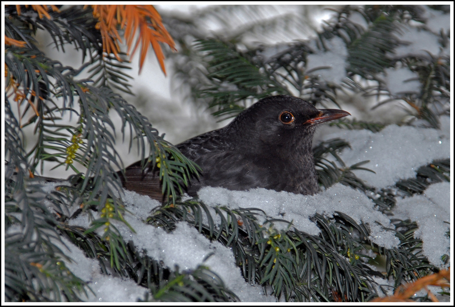 Amsel im Schnee