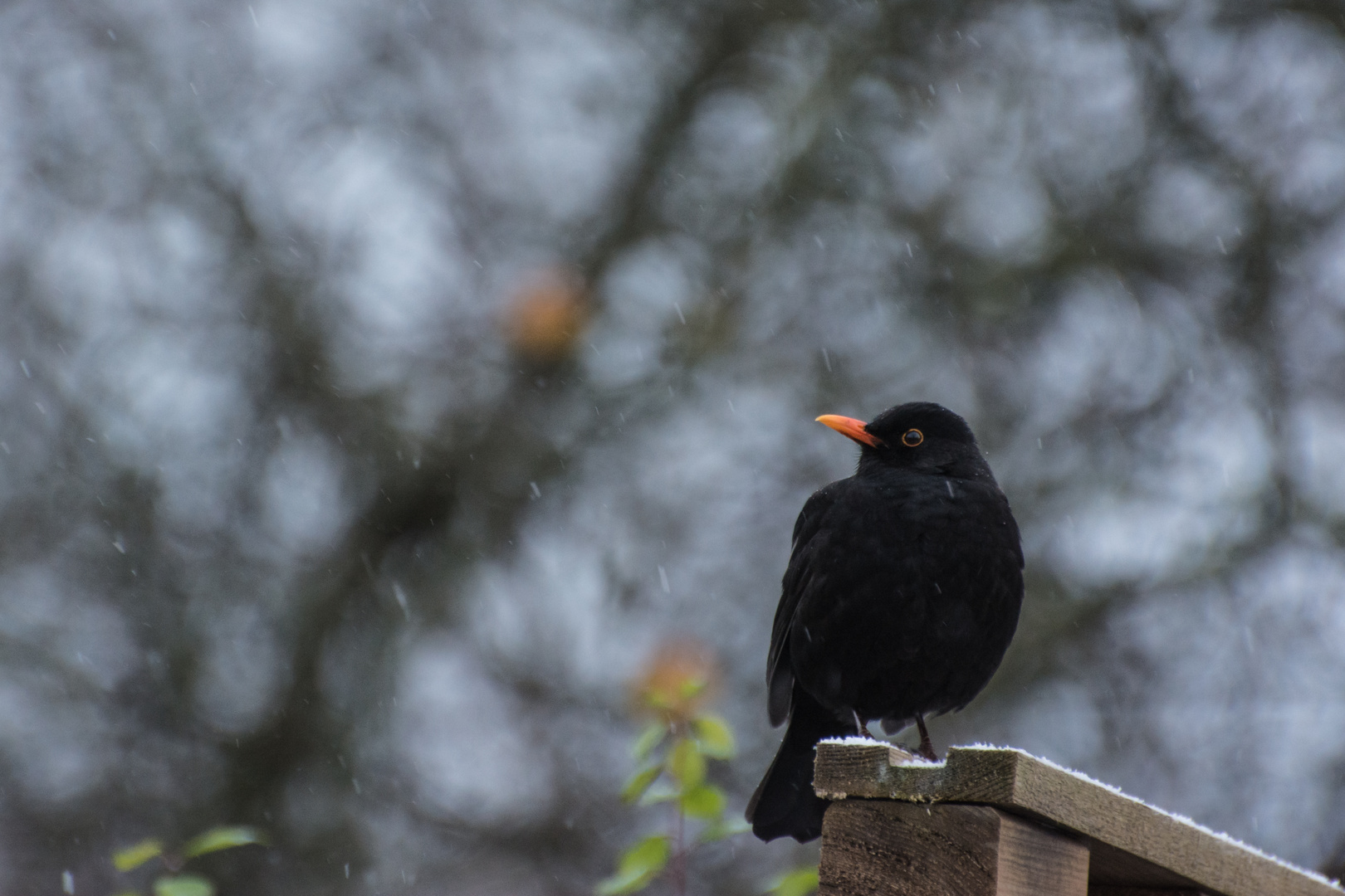 Amsel im Schnee