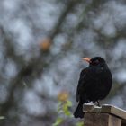 Amsel im Schnee