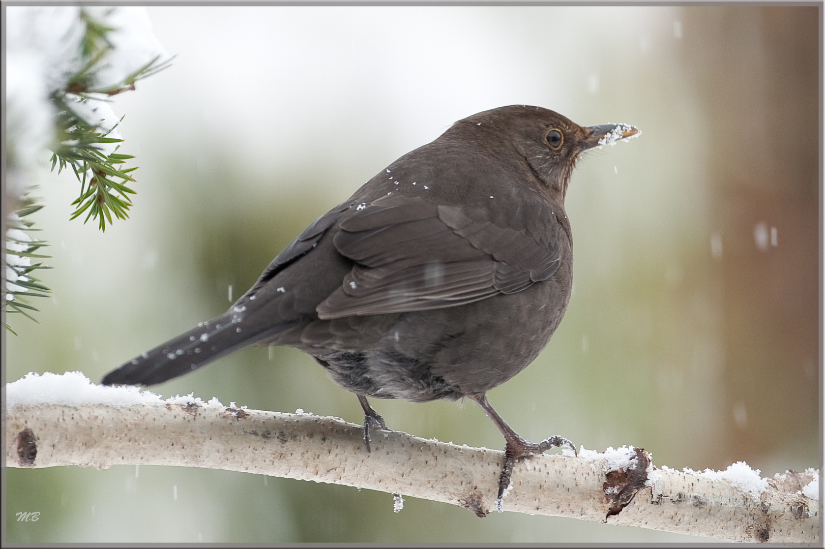 Amsel im Schnee...