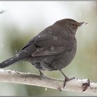 Amsel im Schnee...