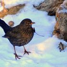 Amsel im Schnee