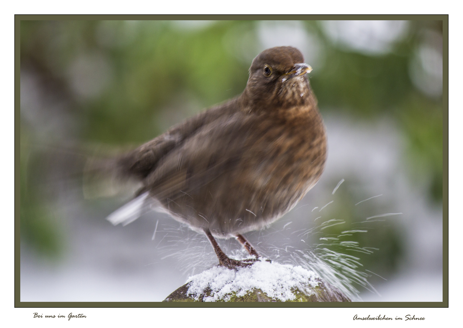 Amsel im Schnee