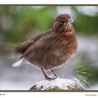 Amsel im Schnee