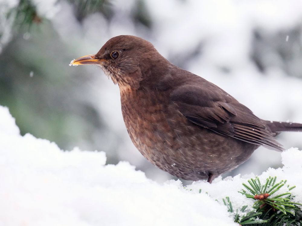 Amsel im Schnee