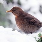 Amsel im Schnee