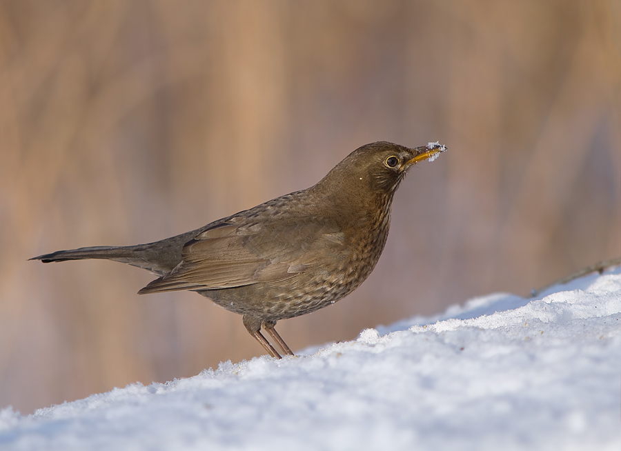 Amsel im Schnee