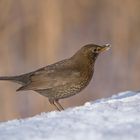 Amsel im Schnee