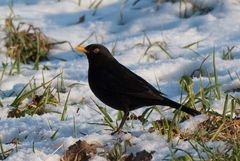 Amsel im Schnee