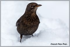 Amsel im Schnee