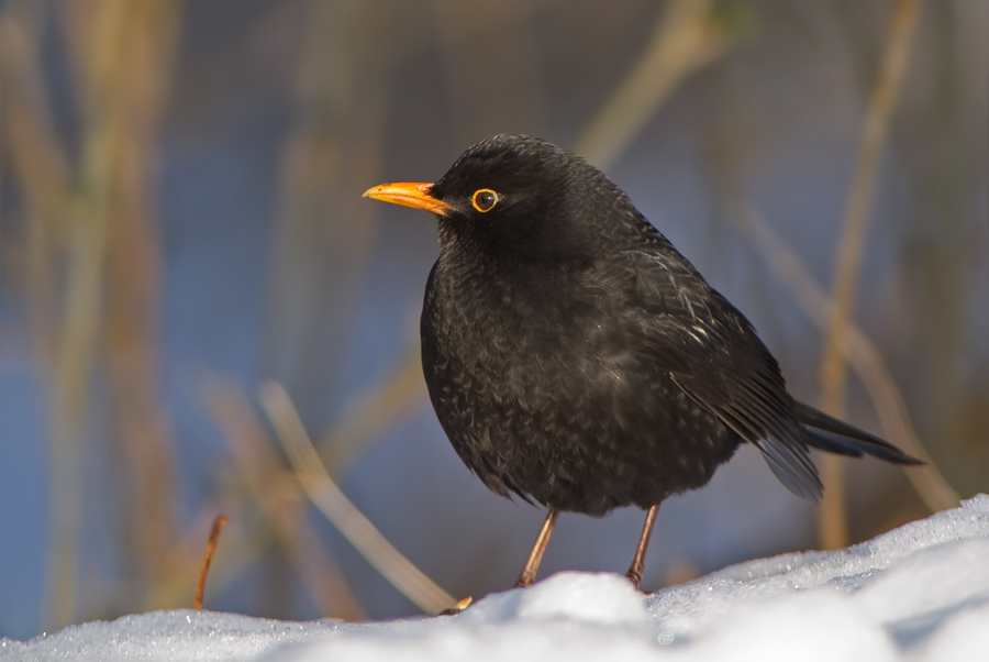 Amsel im Schnee