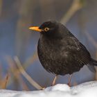 Amsel im Schnee