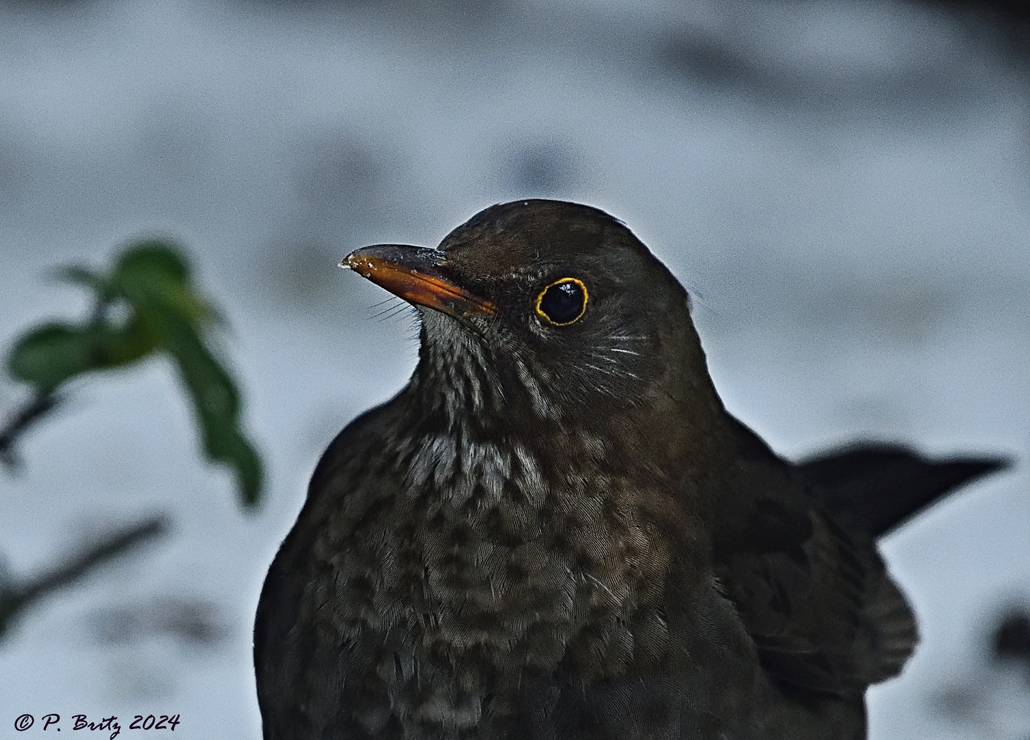 Amsel im Schnee