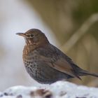 Amsel im Schnee