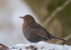 Amsel im Schnee