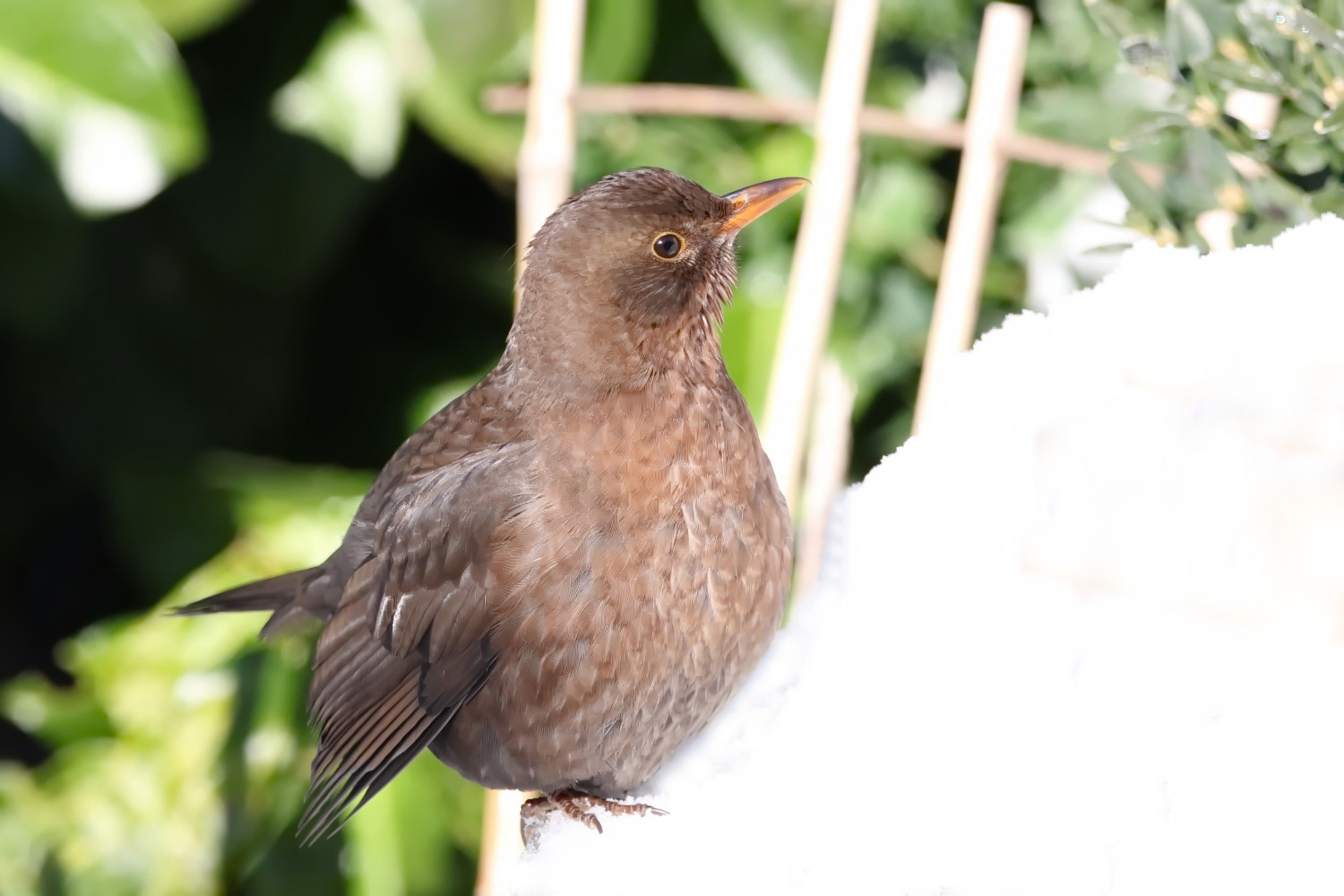 Amsel im Schnee [Weibchen]