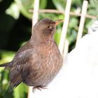 Amsel im Schnee [Weibchen]