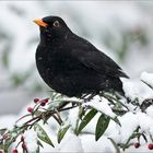 Amsel im Schneegestöber