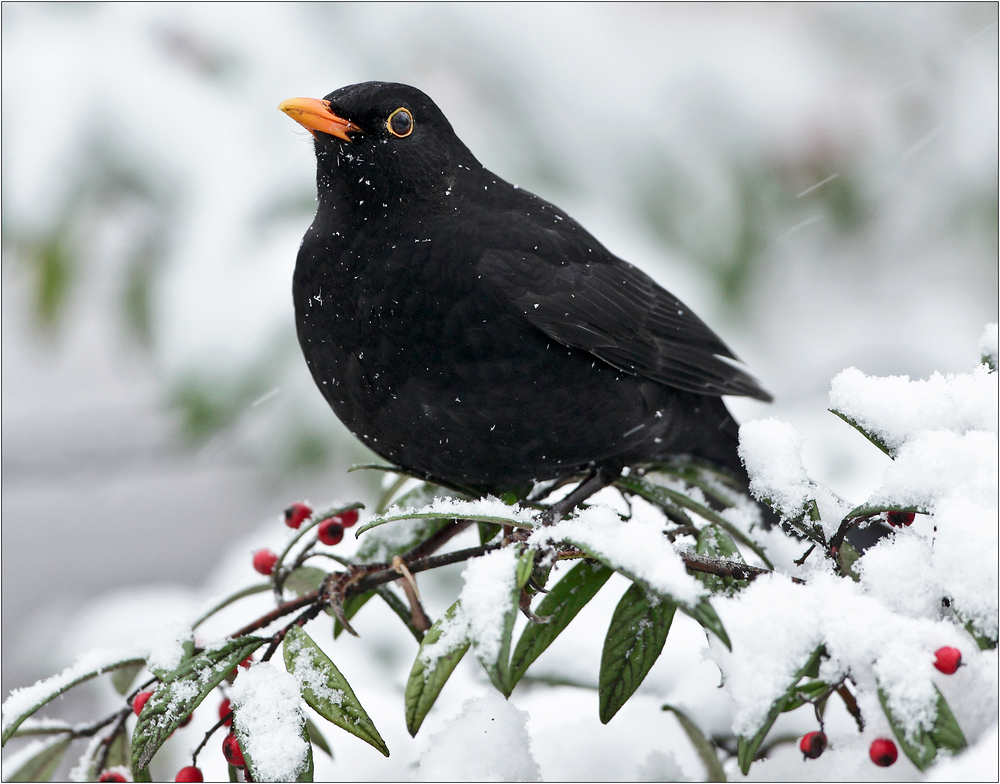 Amsel im Schneegestöber