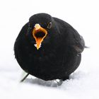 Amsel im Schneegestöber