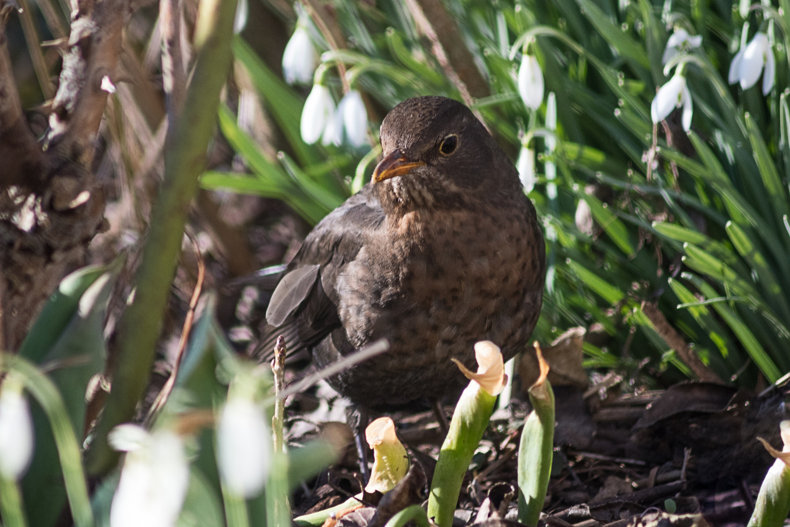 Amsel im Schneeglöckerlwald