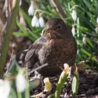 Amsel im Schneeglöckerlwald