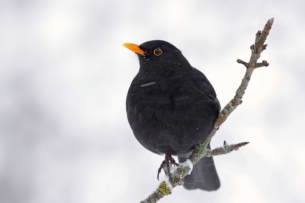 Amsel im Schneetreiben