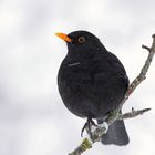 Amsel im Schneetreiben