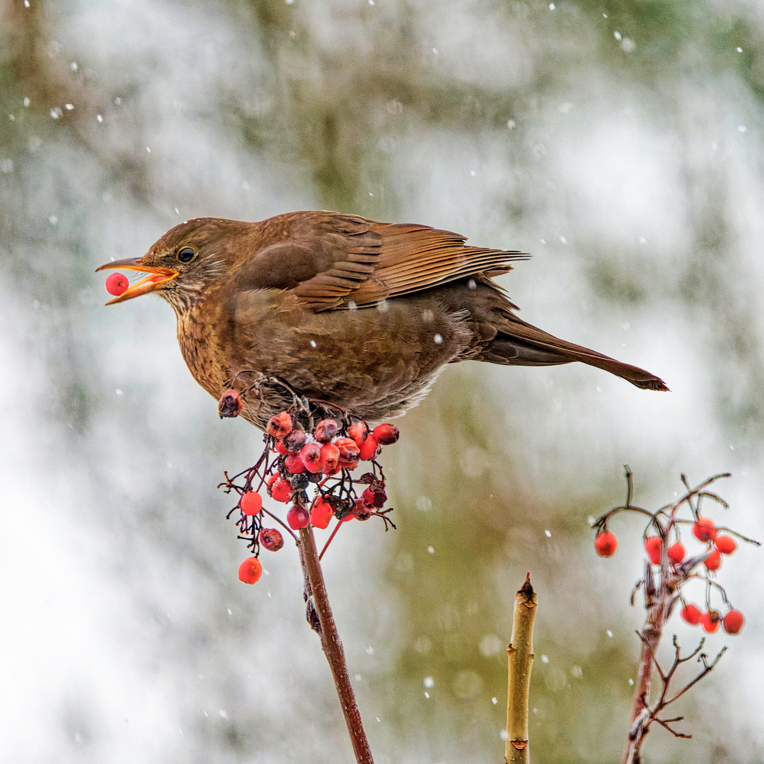 Amsel im Schneetreiben