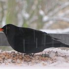 Amsel im Schneetreiben