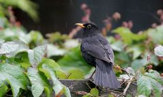 Amsel im Sommerregen