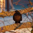 Amsel im Sonnenaufgangsschein