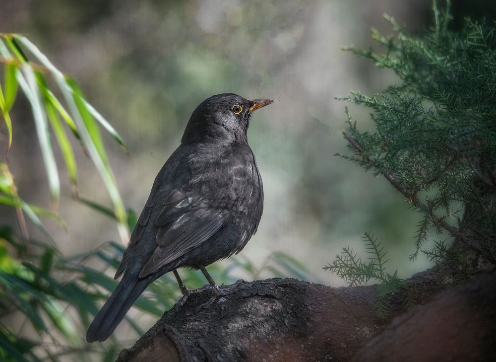 Amsel im Sonnenlicht